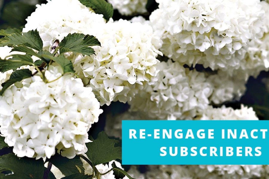 How to Re-engage Inactive Email Subscribers