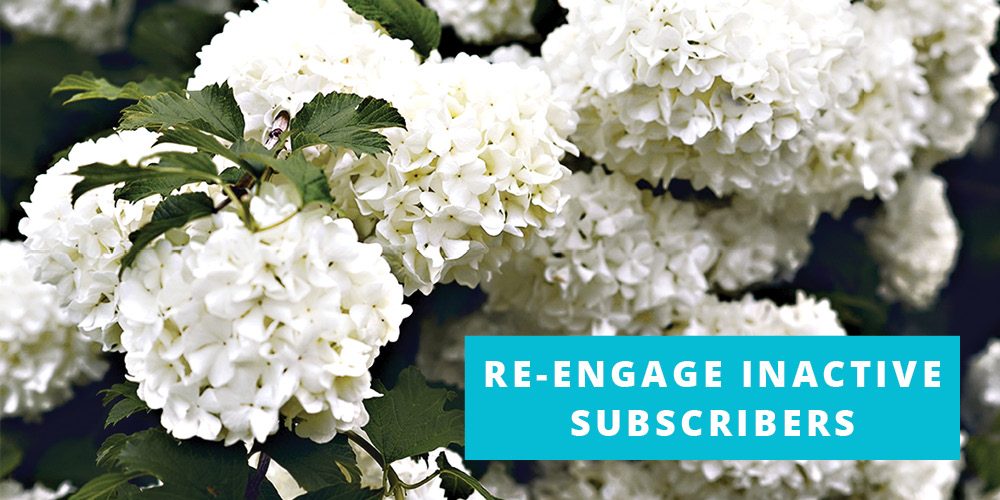 How to Re-engage Inactive Email Subscribers
